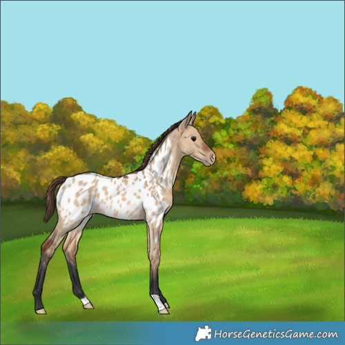 Horse Color:Unknown 