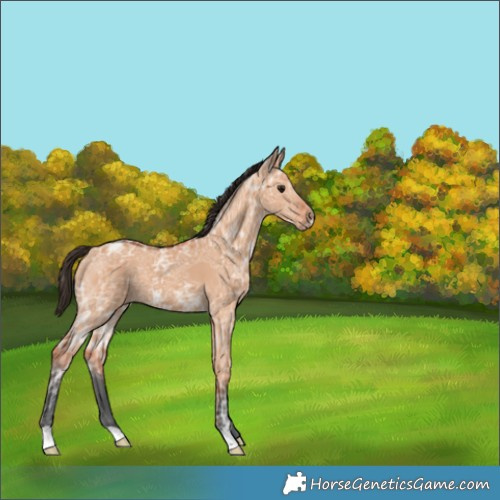 Horse Color:Unknown 