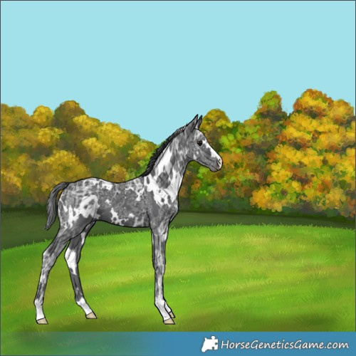 Horse Color:Unknown 