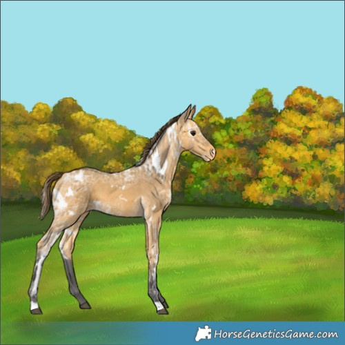 Horse Color:Unknown 