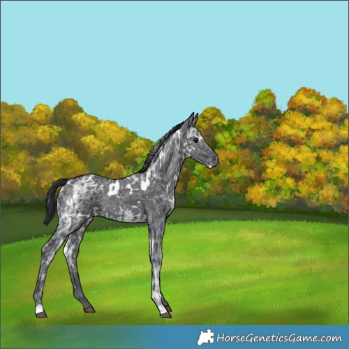 Horse Color:Unknown 