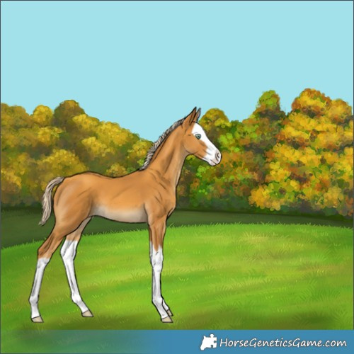 Horse Color:Unknown 