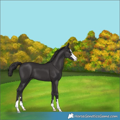 Horse Color:Smoky Black 
