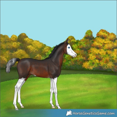 Horse Color:Brown Splash 