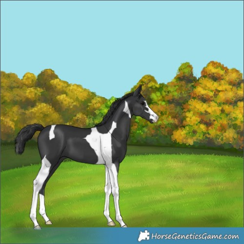 Horse Color:Black Tobiano 