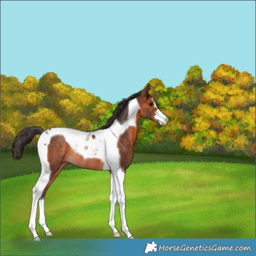 Horse Color:Bay Tobiano Rabicano 
