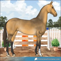 Horse Color:Buckskin 