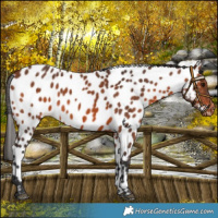 Horse Color:Bay Appaloosa 