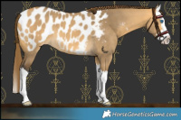 Horse Color:Buckskin Dun Splash Blanket