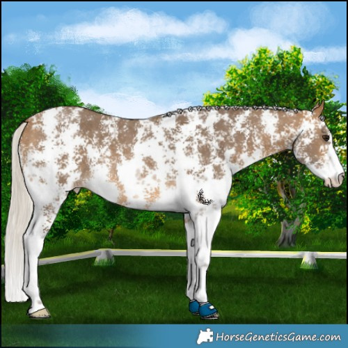 Horse Color:Silver Buckskin Sabino Rabicano 