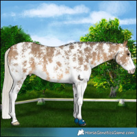 Horse Color:Silver Buckskin Sabino Rabicano 