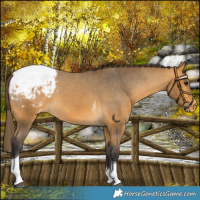 Horse Color:Buckskin Tobiano Snowcap 