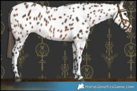 Horse Color:Bay Appaloosa 