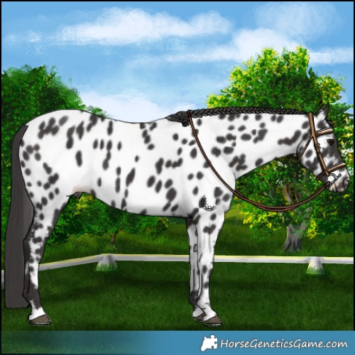 Horse Color:Smoky Black Appaloosa 