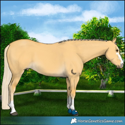 Horse Color:Palomino Dun Rabicano