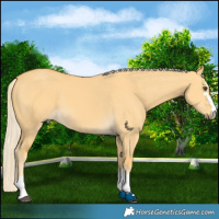 Horse Color:Palomino Dun Rabicano 