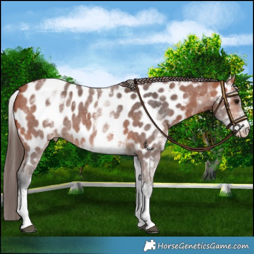 Horse Color:White Spotted Bay Sabino Appaloosa Rabicano 