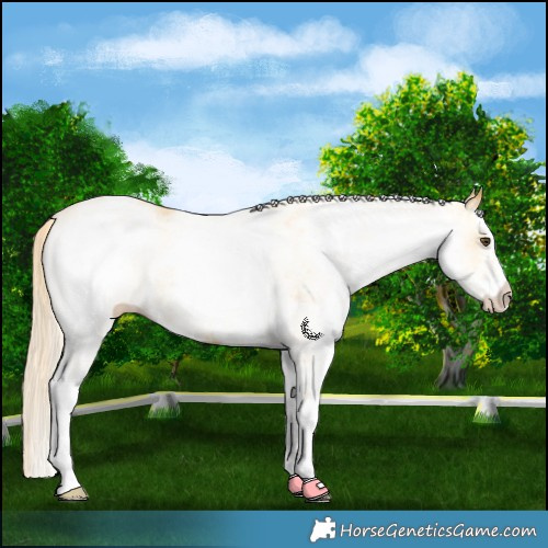 Horse Color:White Spotted Palomino Dun Rabicano 