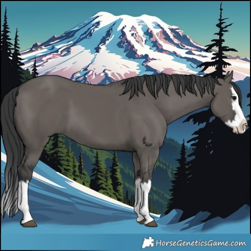 Horse Color:Grullo Splash 