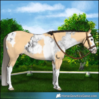 Horse Color:White Spotted Smoky Black Splash Appaloosa  and Buckskin Splash Rabicano