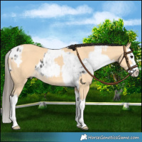 Horse Color:White Spotted Smoky Black Splash Blanket  and Buckskin Splash Rabicano 