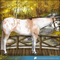 Horse Color:White Spotted Bay Dun Splash Appaloosa Rabicano
