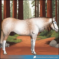 Horse Color:Gray Gold Champagne Splash 