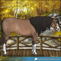 Horse Color:Liver Red Dun Splash Rabicano 