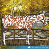 Horse Color:Bay Splash Near Leopard 