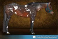 Horse Color:White Spotted Brown Appaloosa Rabicano 