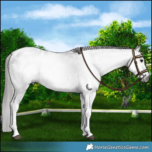 Horse Color:Gray White Spotted Black Blanket 