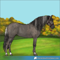 Horse Color:Silver Smoky Black  and Smoky Grullo 