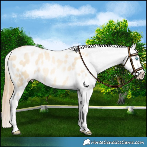 Horse Color:Classic Cream Champagne Pearl Dun Sabino Appaloosa Rabicano 