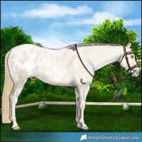 Horse Color:Classic Cream Champagne Pearl Dun Sabino Blanket Rabicano
