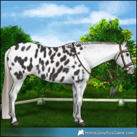 Horse Color:Smoky Black Appaloosa 