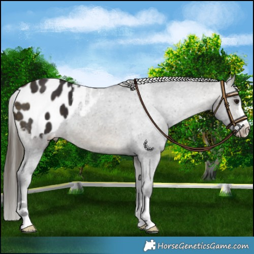 Horse Color:Buckskin Appaloosa 