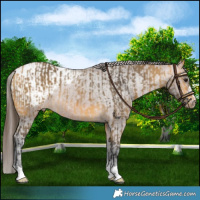 Horse Color:Buckskin Rabicano and Bay Appaloosa