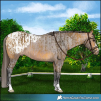 Horse Color:Buckskin Rabicano  and Bay Appaloosa 