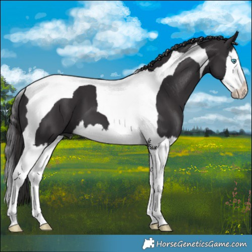 Horse Color:Smoky Black Splash Tobiano 