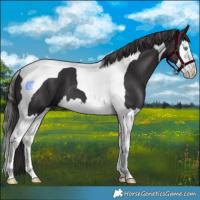 Horse Color:Smoky Black Splash Tobiano