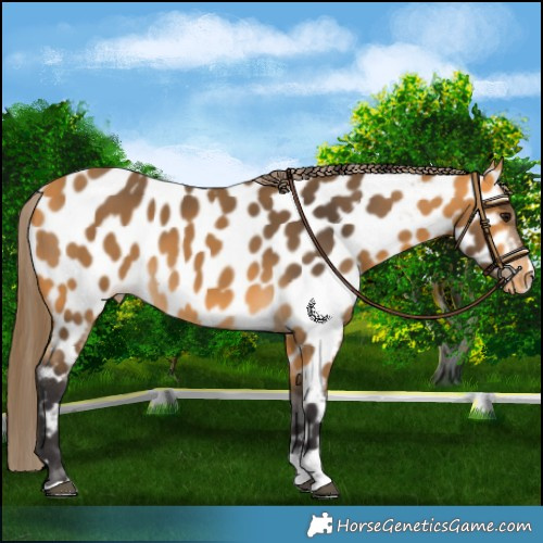 Horse Color:Buckskin Near Leopard 