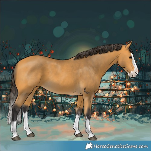 Horse Color:Buckskin Splash 