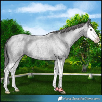 Horse Color:Blue Roan Splash Appaloosa 