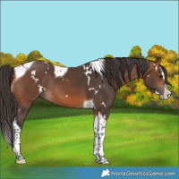 Horse Color:White Spotted Bay Splash Tobiano Rabicano 