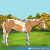 Horse Color:Palomino Splash Tobiano 