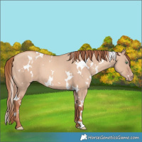 Horse Color:White Spotted Gold Champagne Dun 
