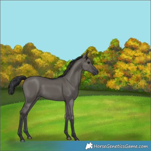 Horse Color:Grullo 