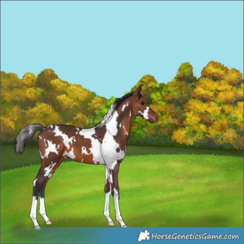 Horse Color:White Spotted Brown 