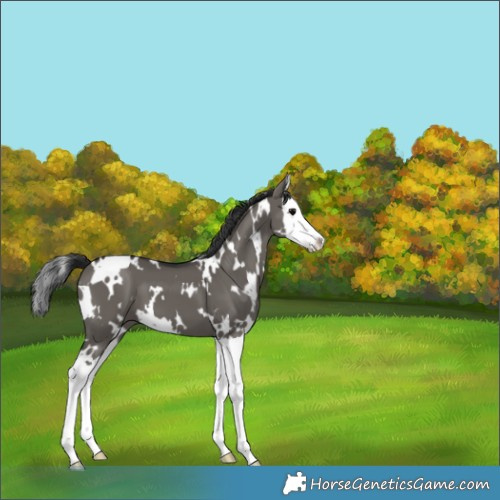 Horse Color:White Spotted Grullo Splash 