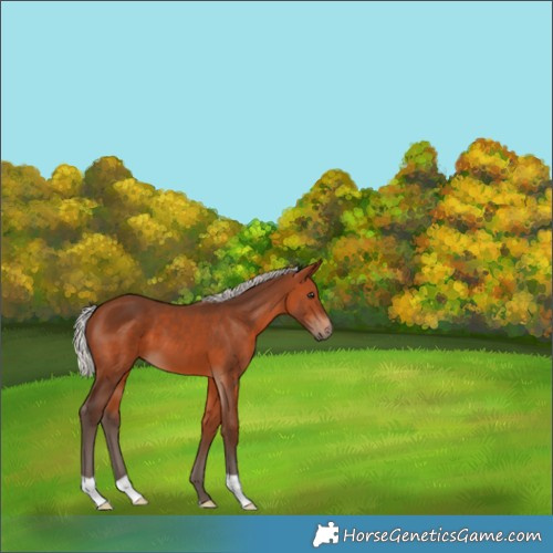 Horse Color:Silver Brown 